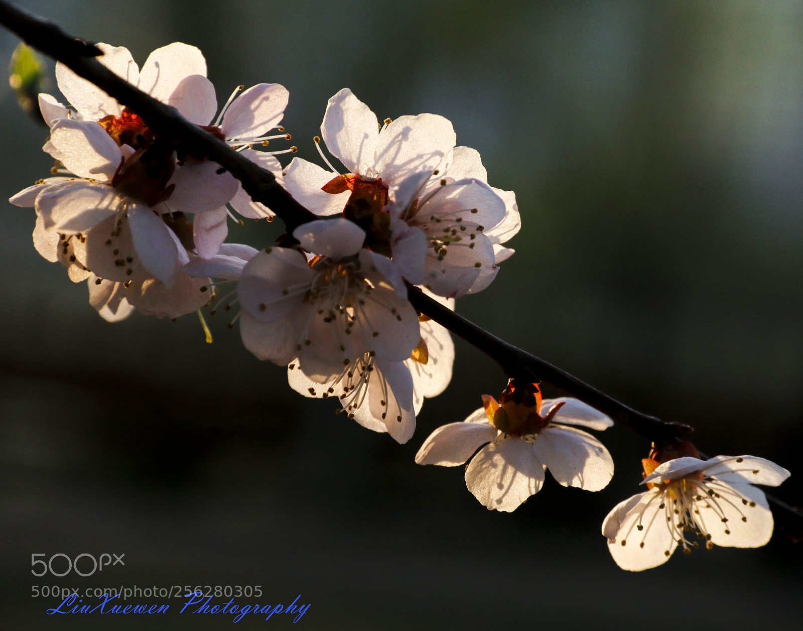 Canon EOS 70D sample photo. Light and shadow apricot photography