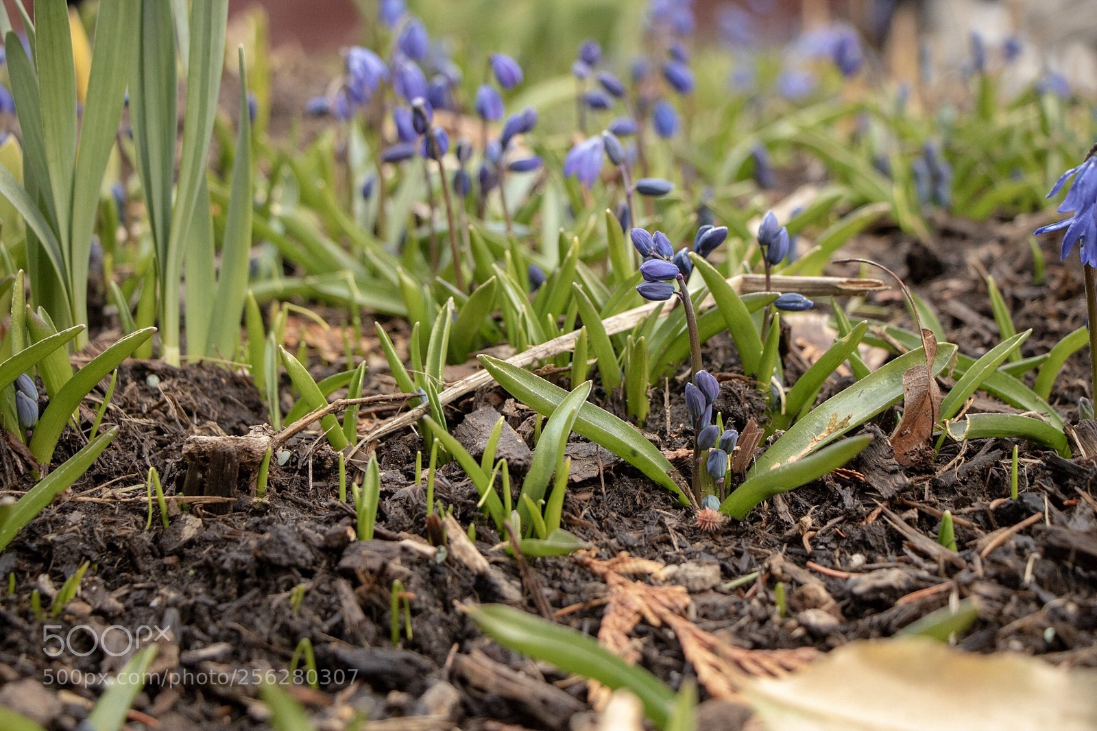 Canon EOS 750D (EOS Rebel T6i / EOS Kiss X8i) sample photo. In bloom photography