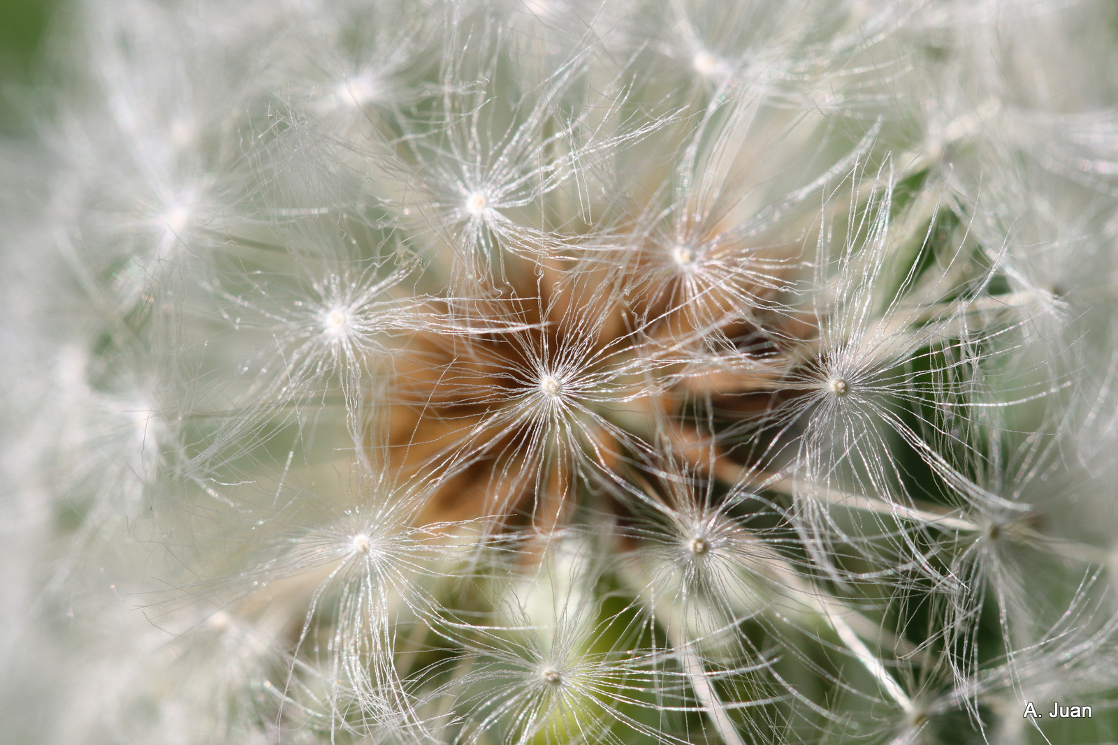 Canon EF 100mm F2.8L Macro IS USM sample photo. Dandelion close up photography