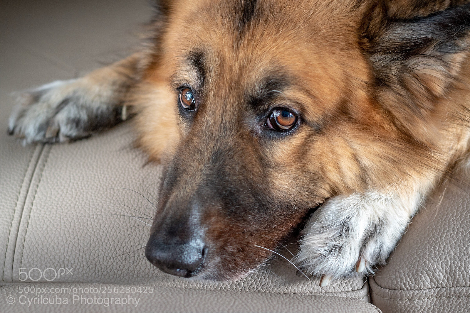 Nikon D5500 sample photo. Pet portrait  photography