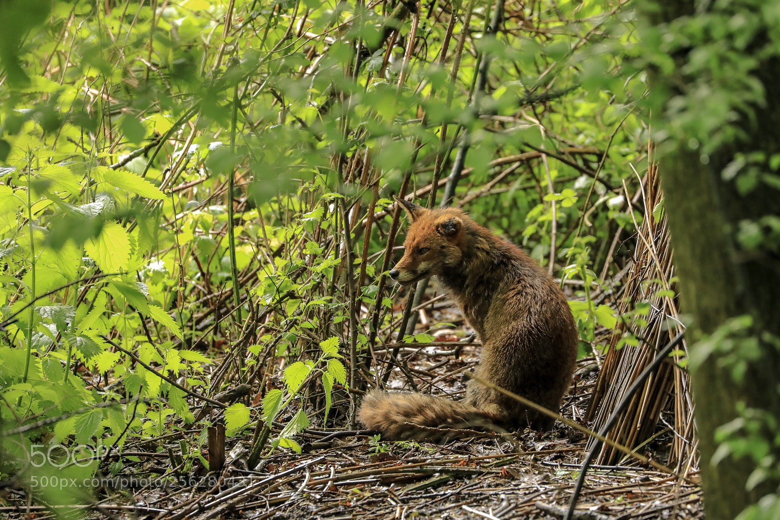 Canon EOS 5D Mark IV sample photo. Fox photography