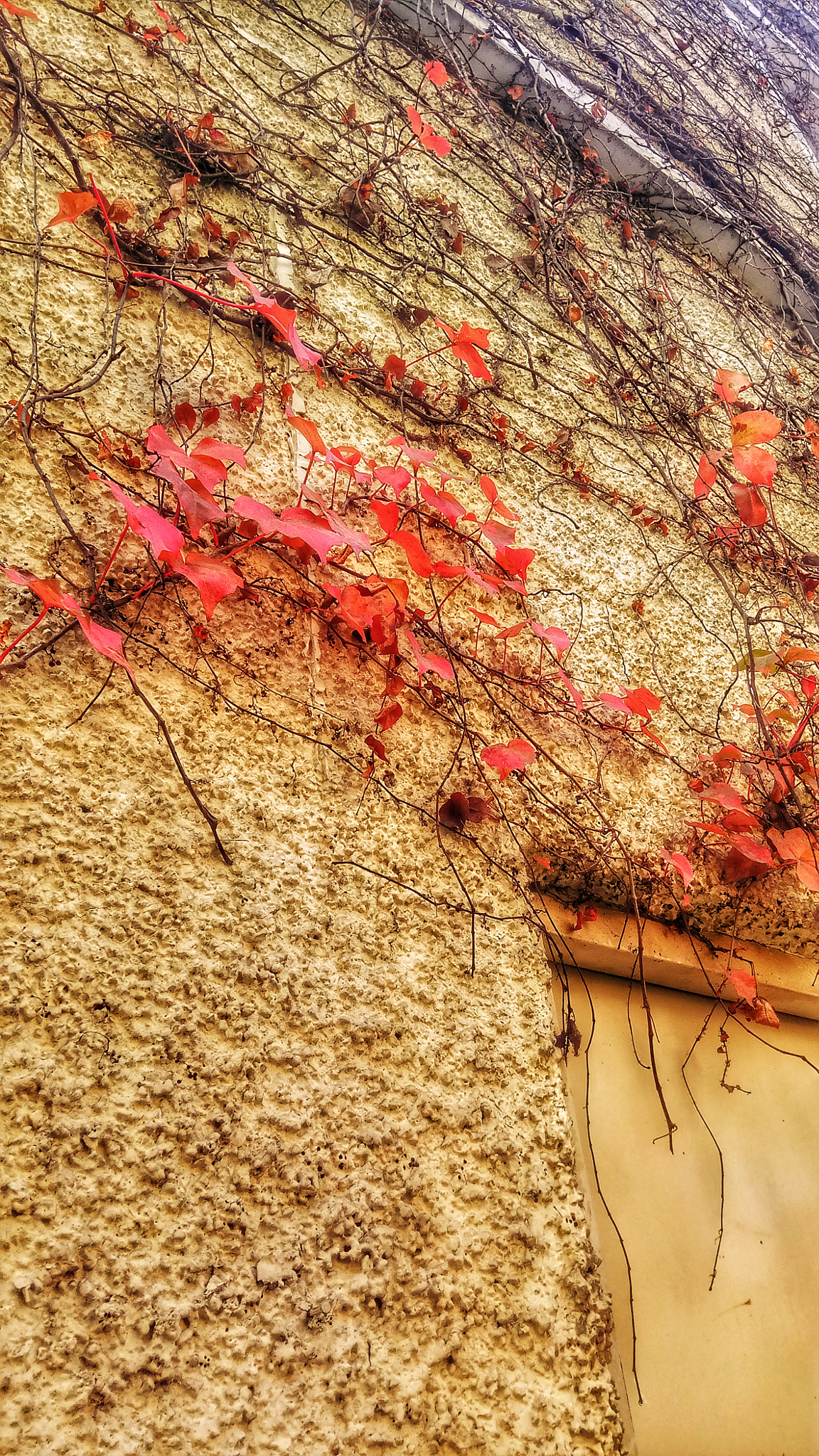 Xiaomi Redmi Pro sample photo. Red leaves photography