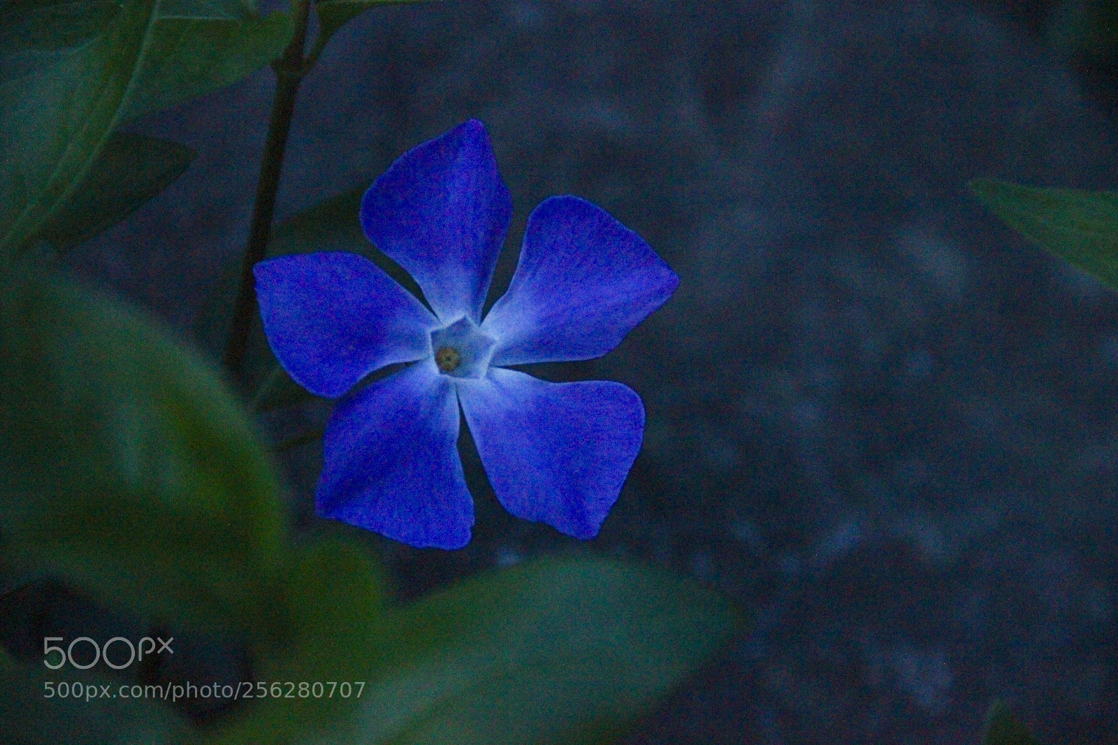 Canon EOS 60D sample photo. Blue in the dark  photography