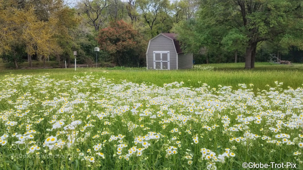 Samsung Galaxy S7 Edge sample photo. Texas wildflowers photography