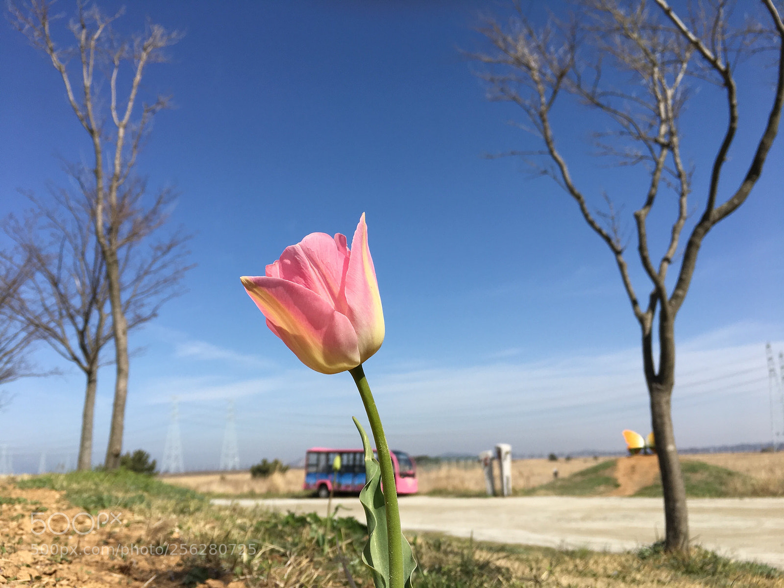 Apple iPhone 6s sample photo. Lonely tulip photography