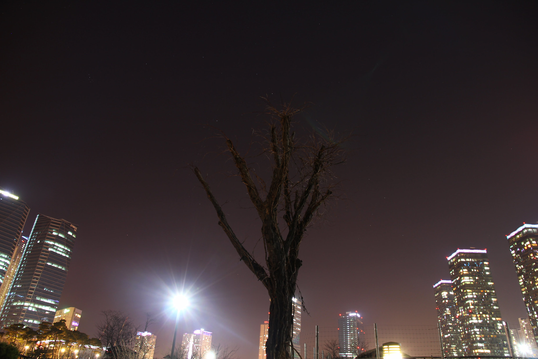 Canon EOS 550D (EOS Rebel T2i / EOS Kiss X4) sample photo. Trees in the city center at night. photography