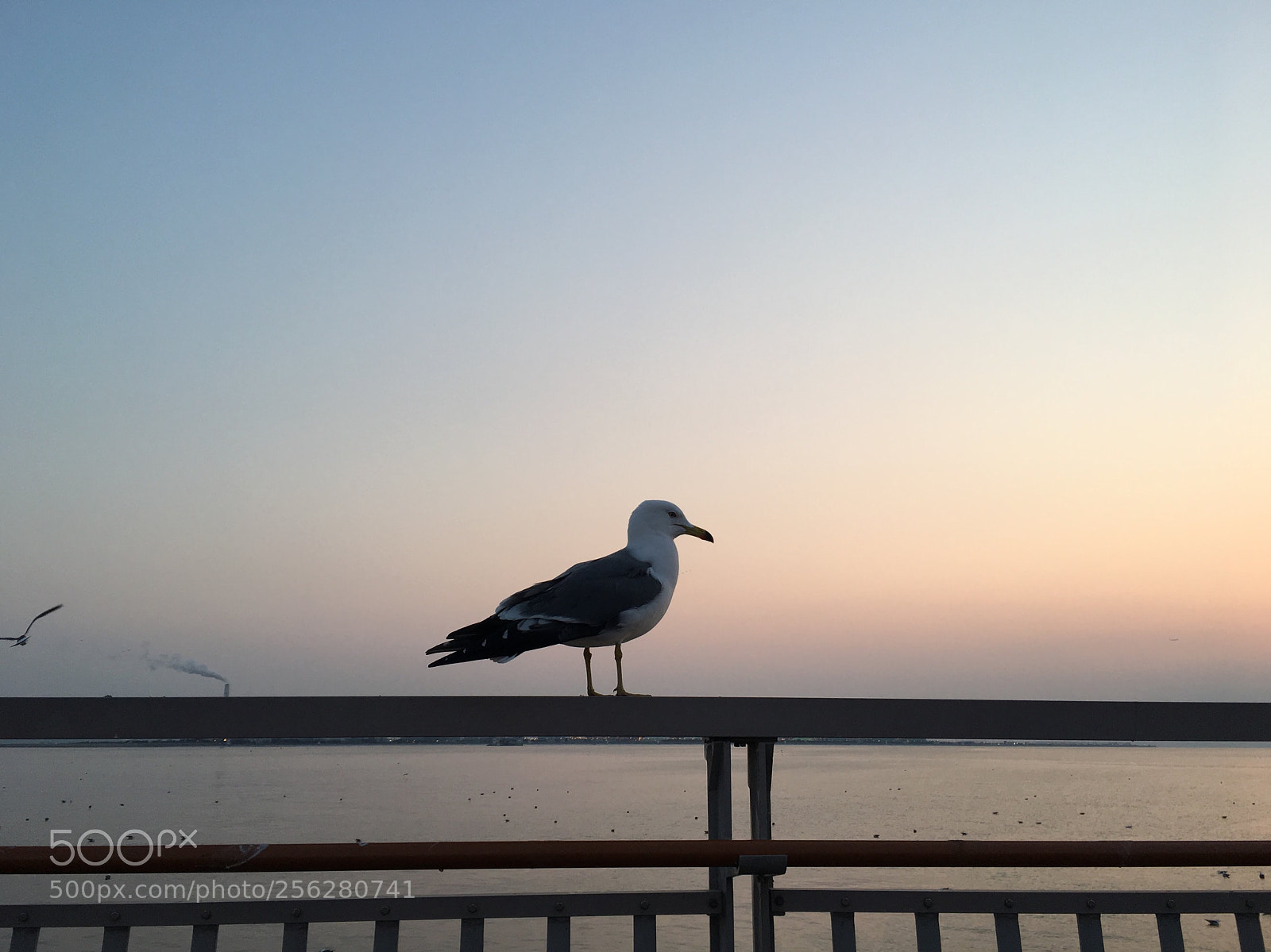 Apple iPhone 6s sample photo. Lonely seagull photography