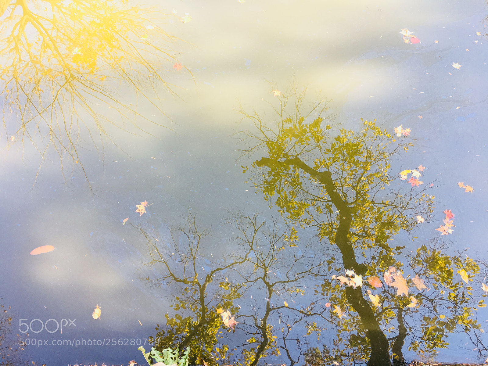 Apple iPhone 6s sample photo. Trees and petals reflected photography
