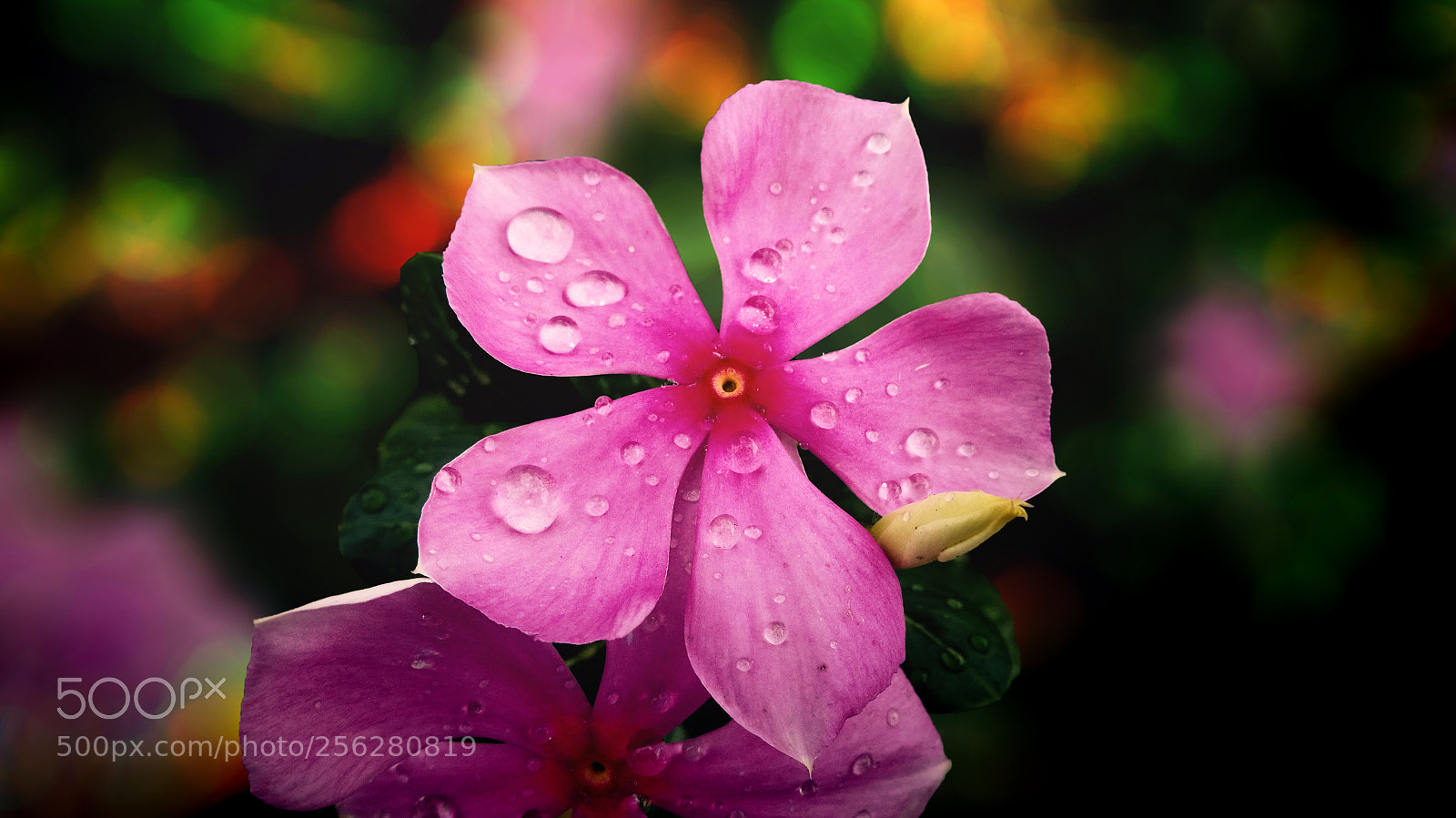 Sony Cyber-shot DSC-WX350 sample photo. Flower photography
