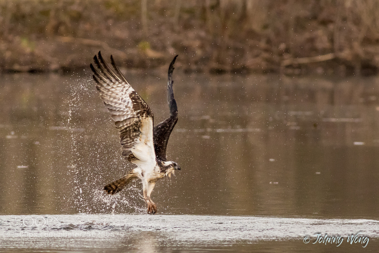 Canon EOS 7D Mark II sample photo. Osprey photography