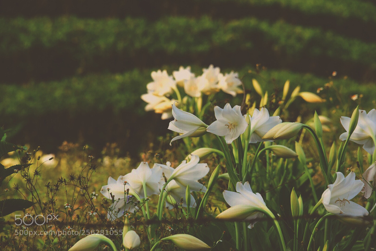 Nikon D750 sample photo. Wishdew photography