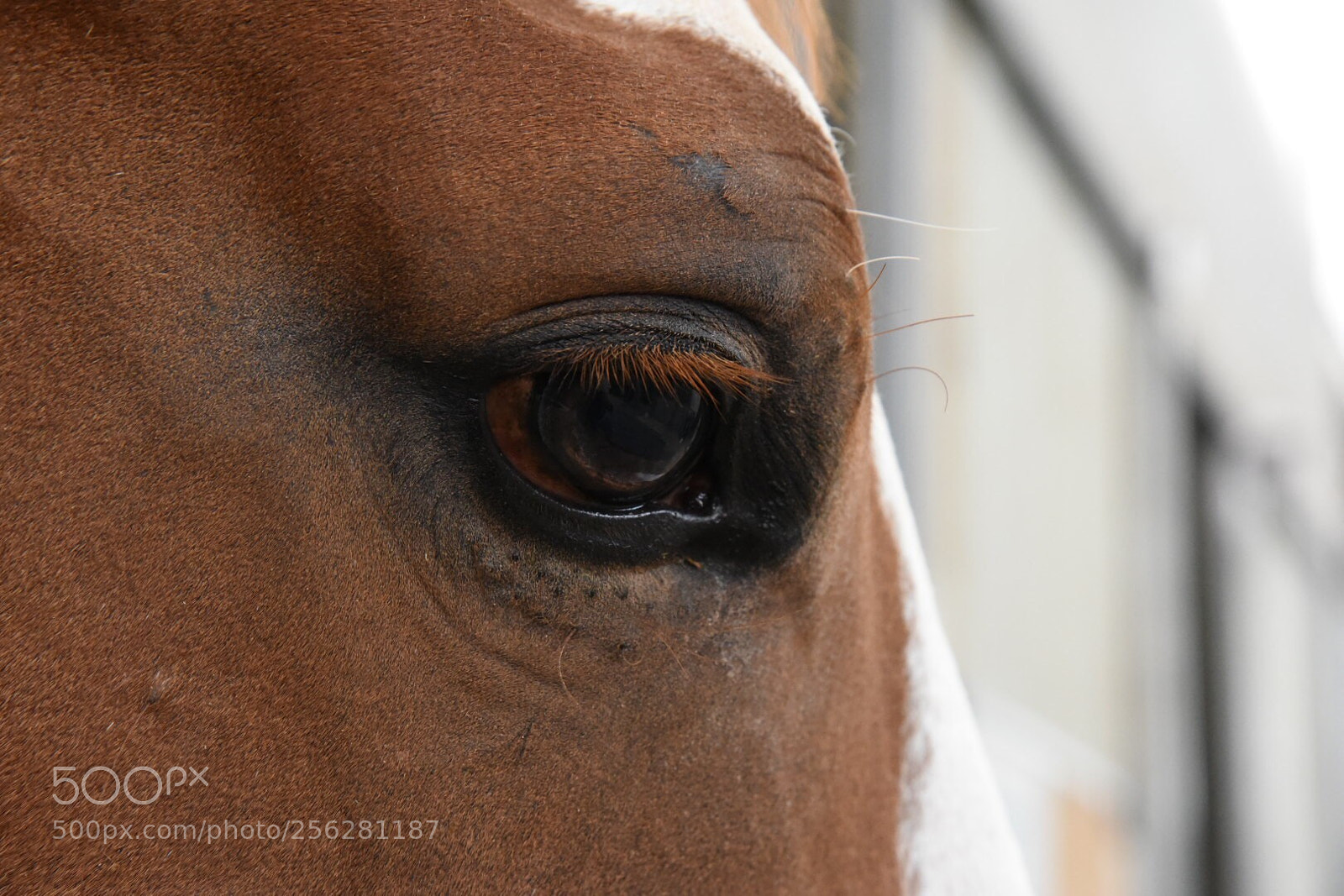 Nikon D750 sample photo. Untitled photography