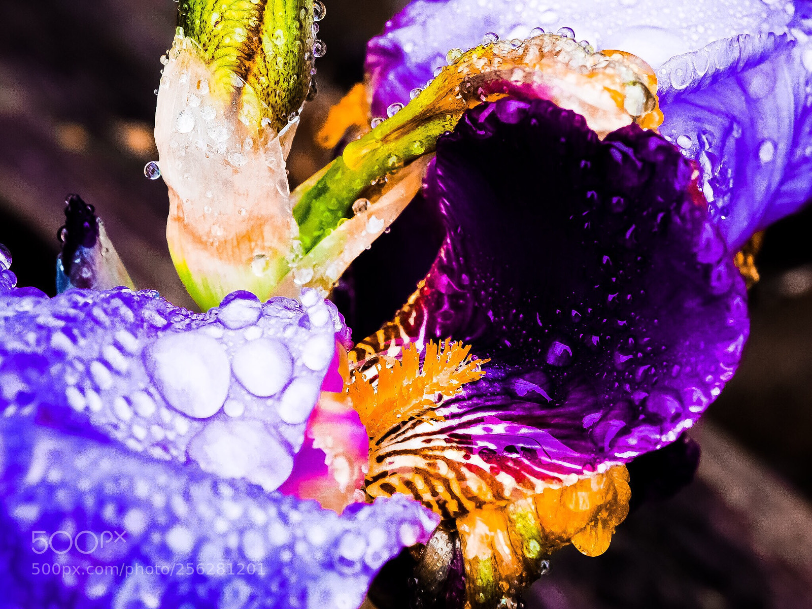 Olympus OM-D E-M1 sample photo. Wet, wilted iris photography