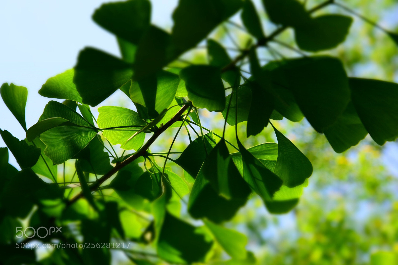 Nikon D750 sample photo. Untitled photography