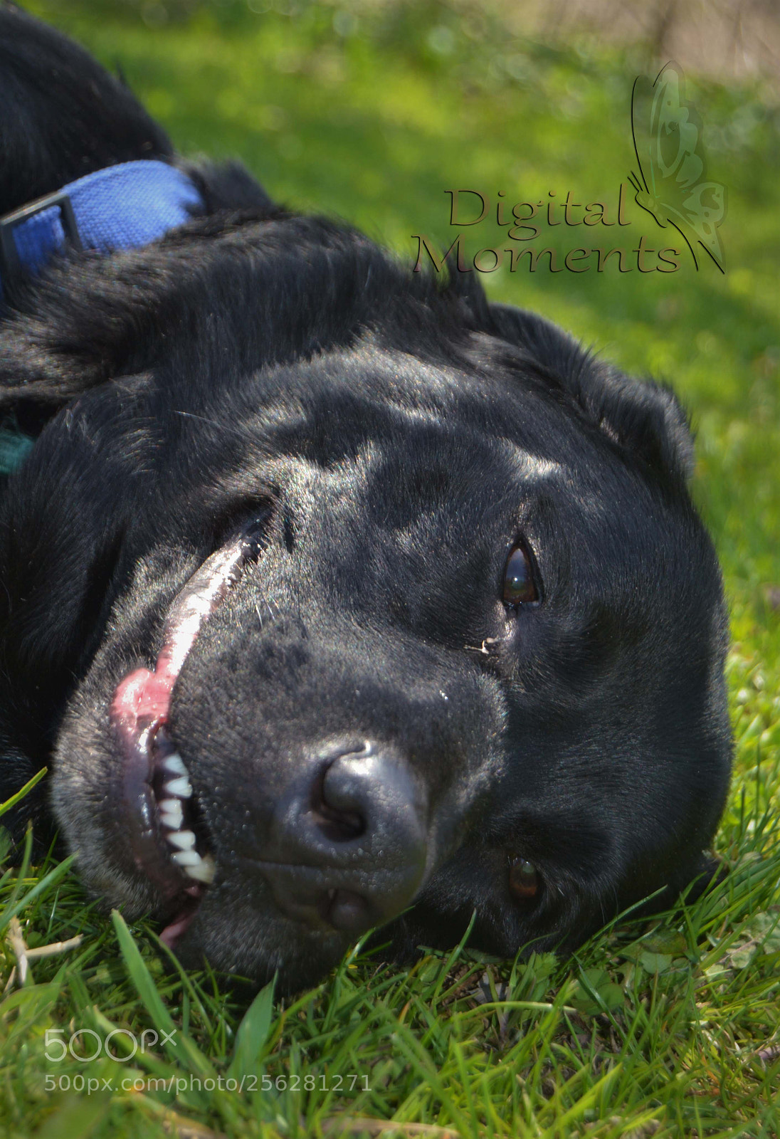 Nikon D3100 sample photo. Fur baby & mom photography