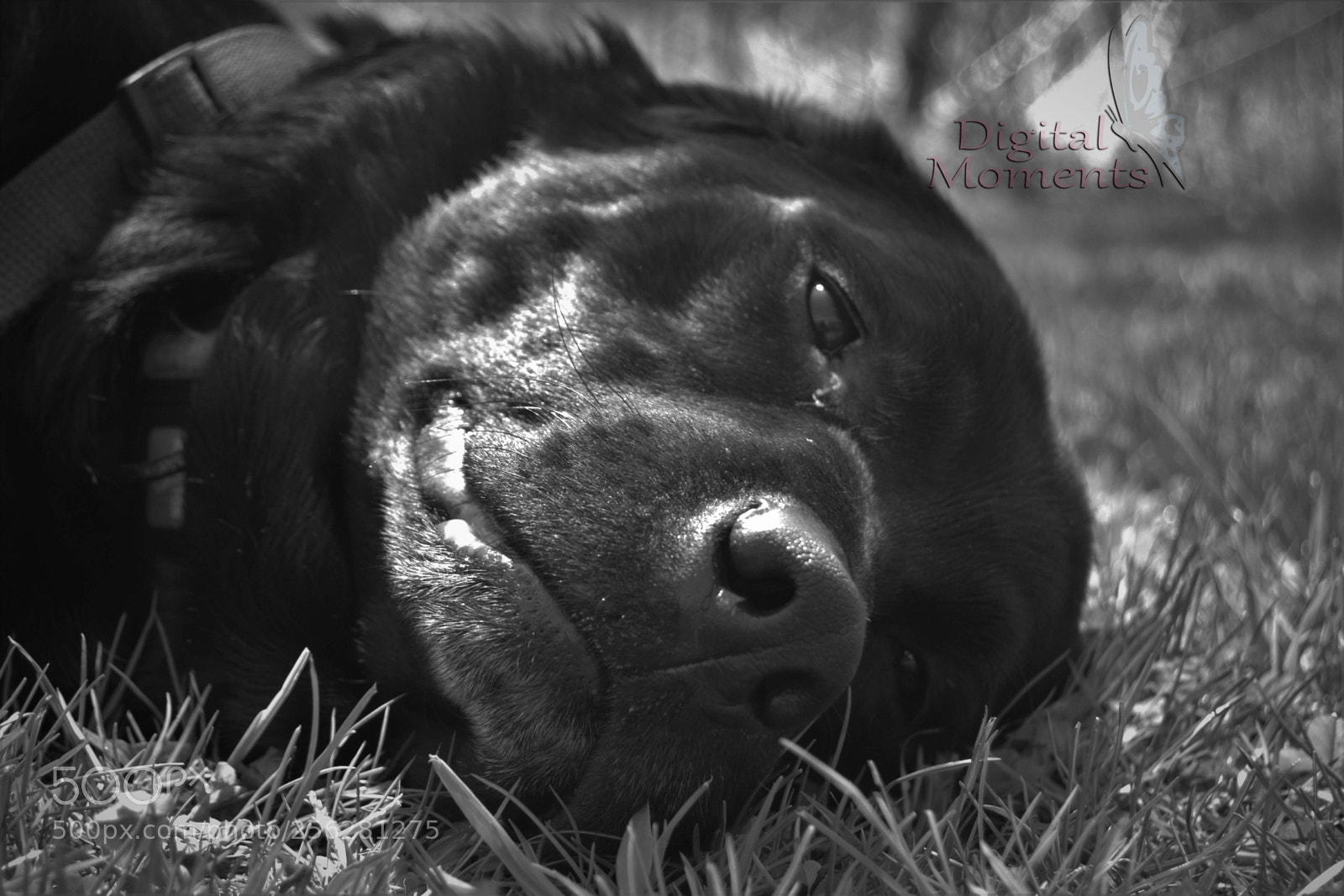 Nikon D3100 sample photo. Fur baby & mom photography