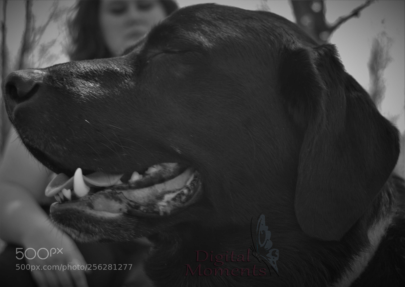 Nikon D3100 sample photo. Fur baby & mom photography