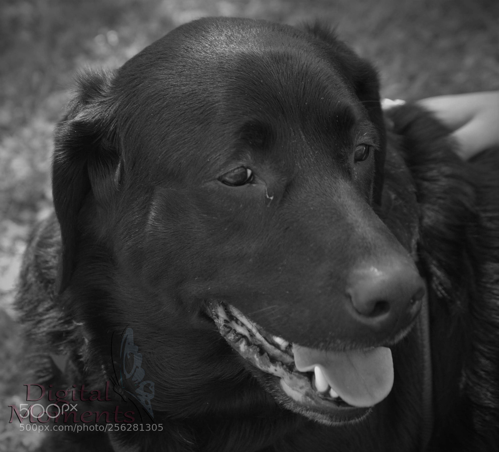 Nikon D3100 sample photo. Fur baby & mom photography