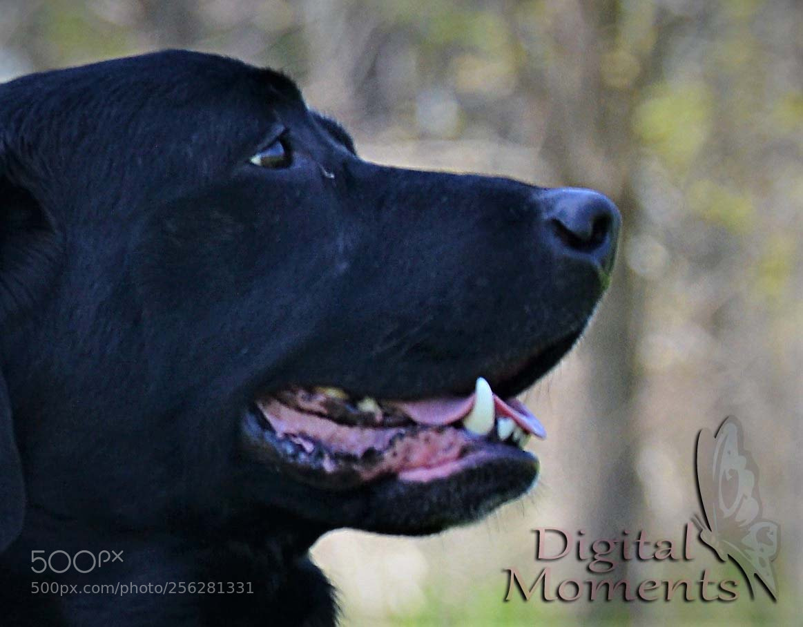 Nikon D3100 sample photo. Fur baby & mom photography