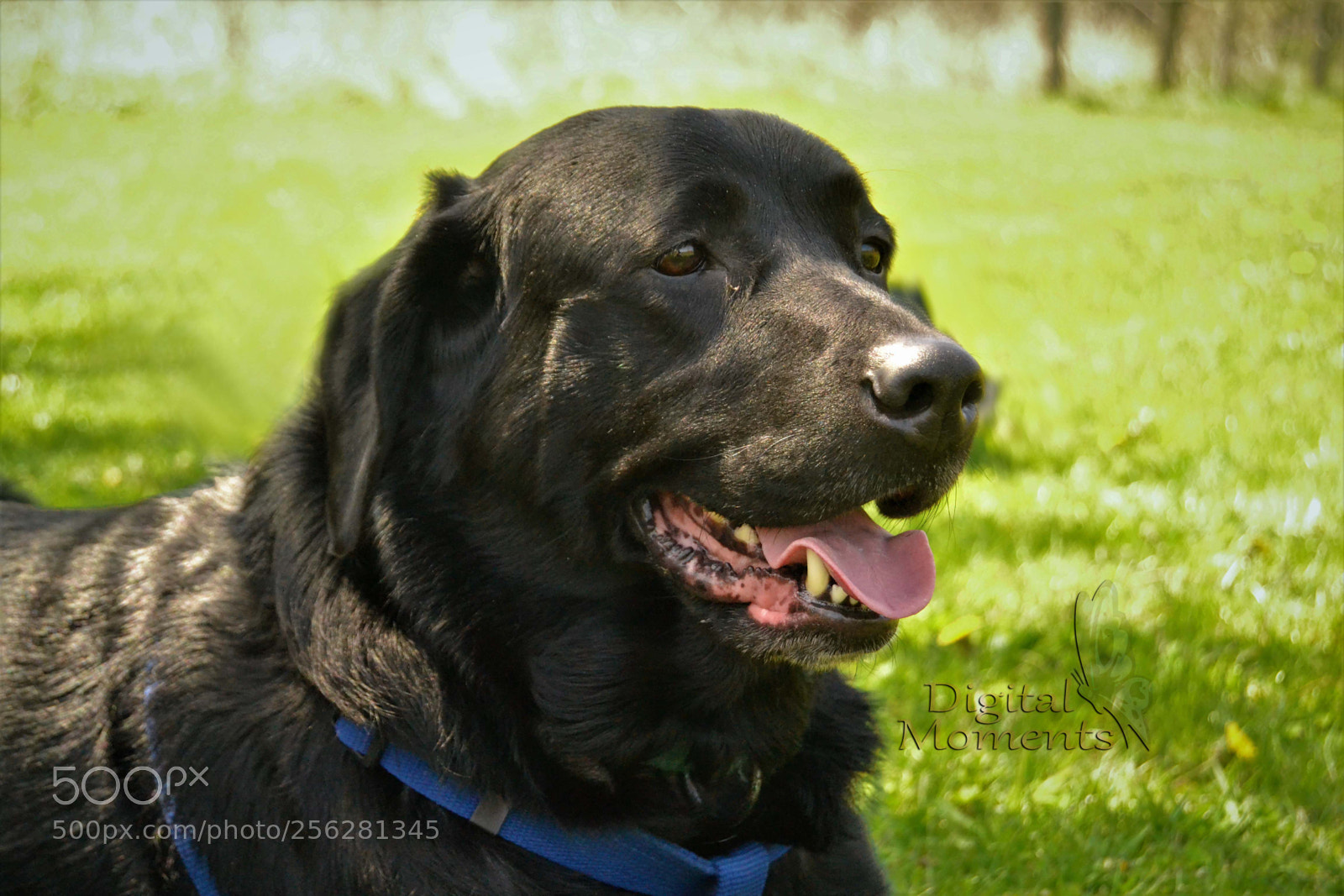 Nikon D3100 sample photo. Fur baby & mom photography