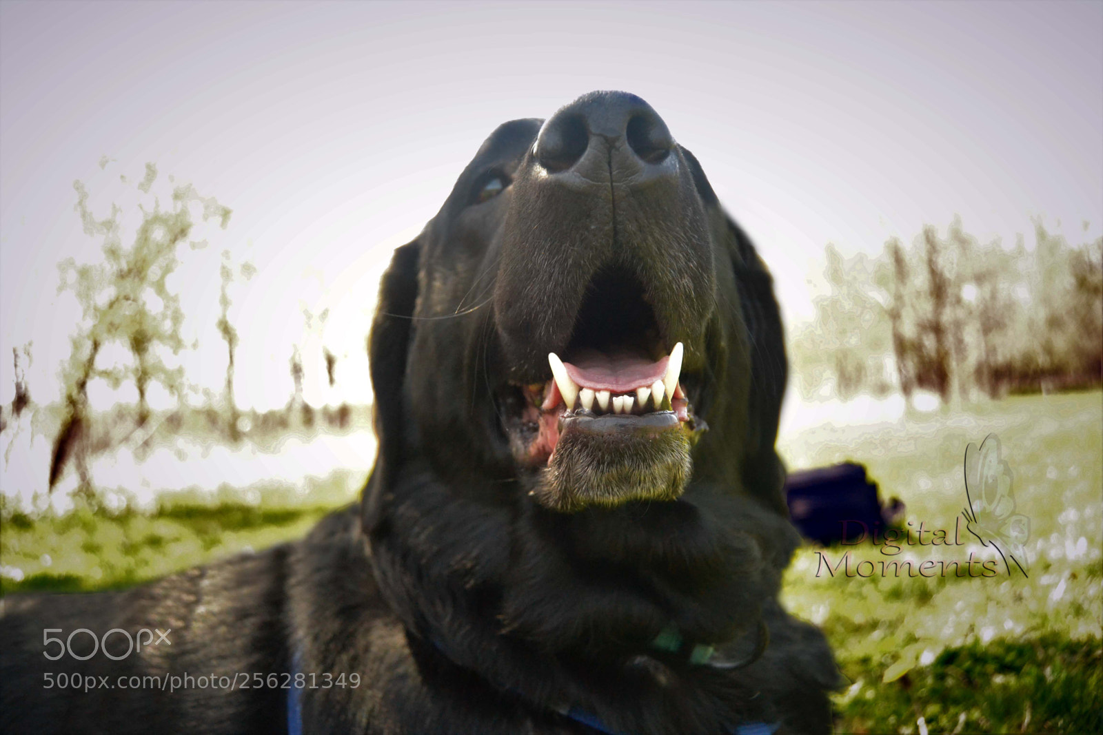 Nikon D3100 sample photo. Fur baby & mom photography