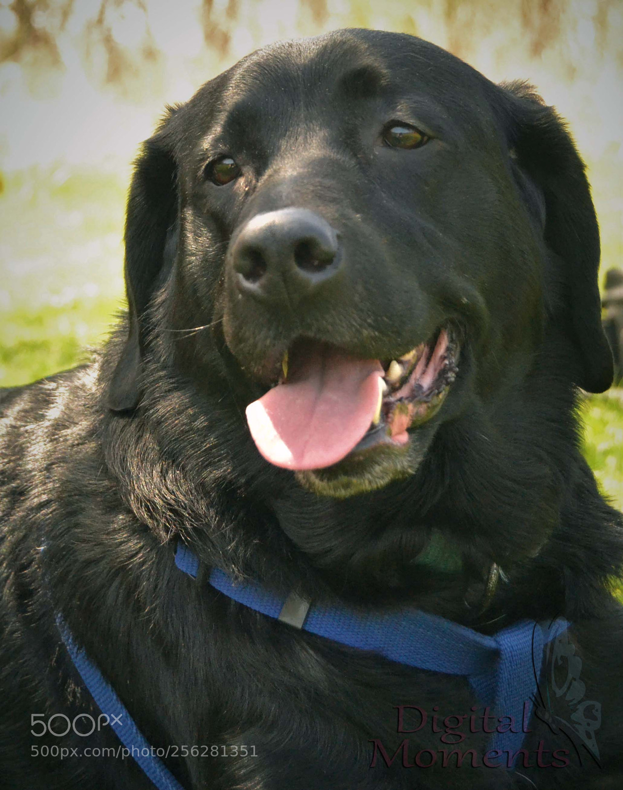 Nikon D3100 sample photo. Fur baby & mom photography