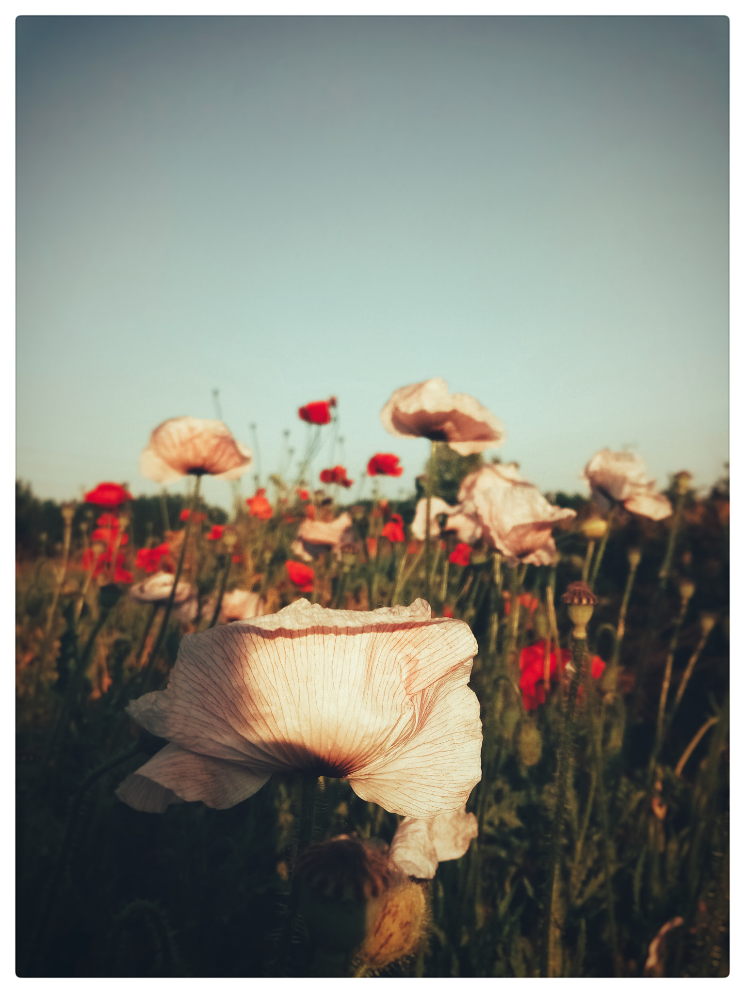 vivo PD1612 sample photo