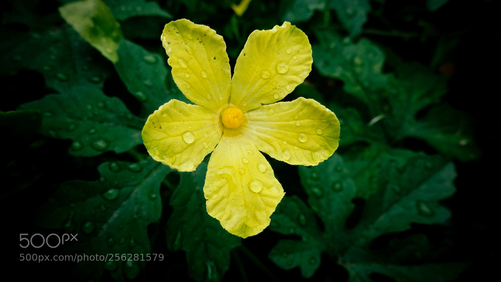 Sony Cyber-shot DSC-WX350 sample photo. Flower photography