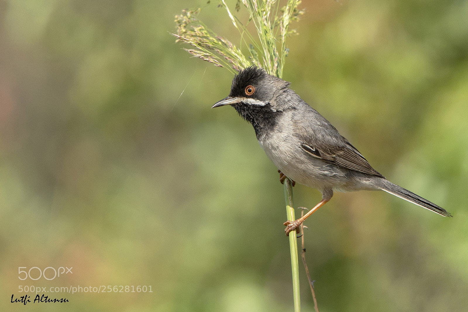 Nikon D500 sample photo. R ppell s warbler photography