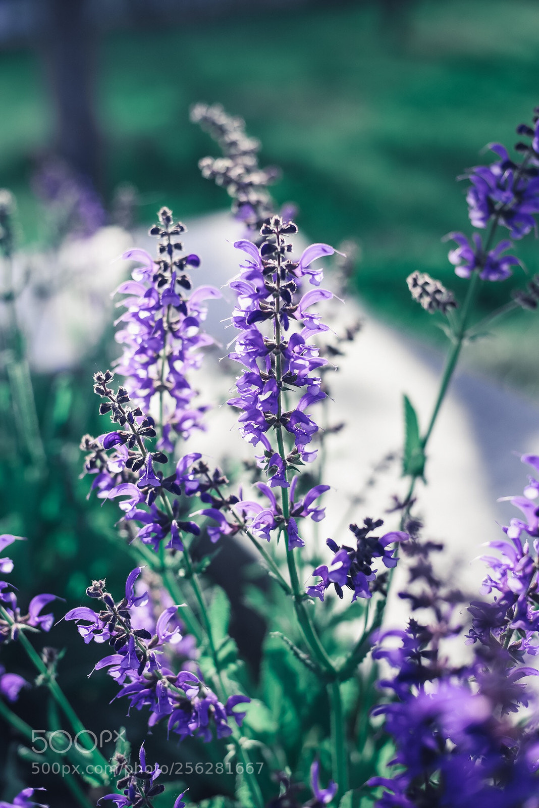 Nikon D750 sample photo. Flora photography