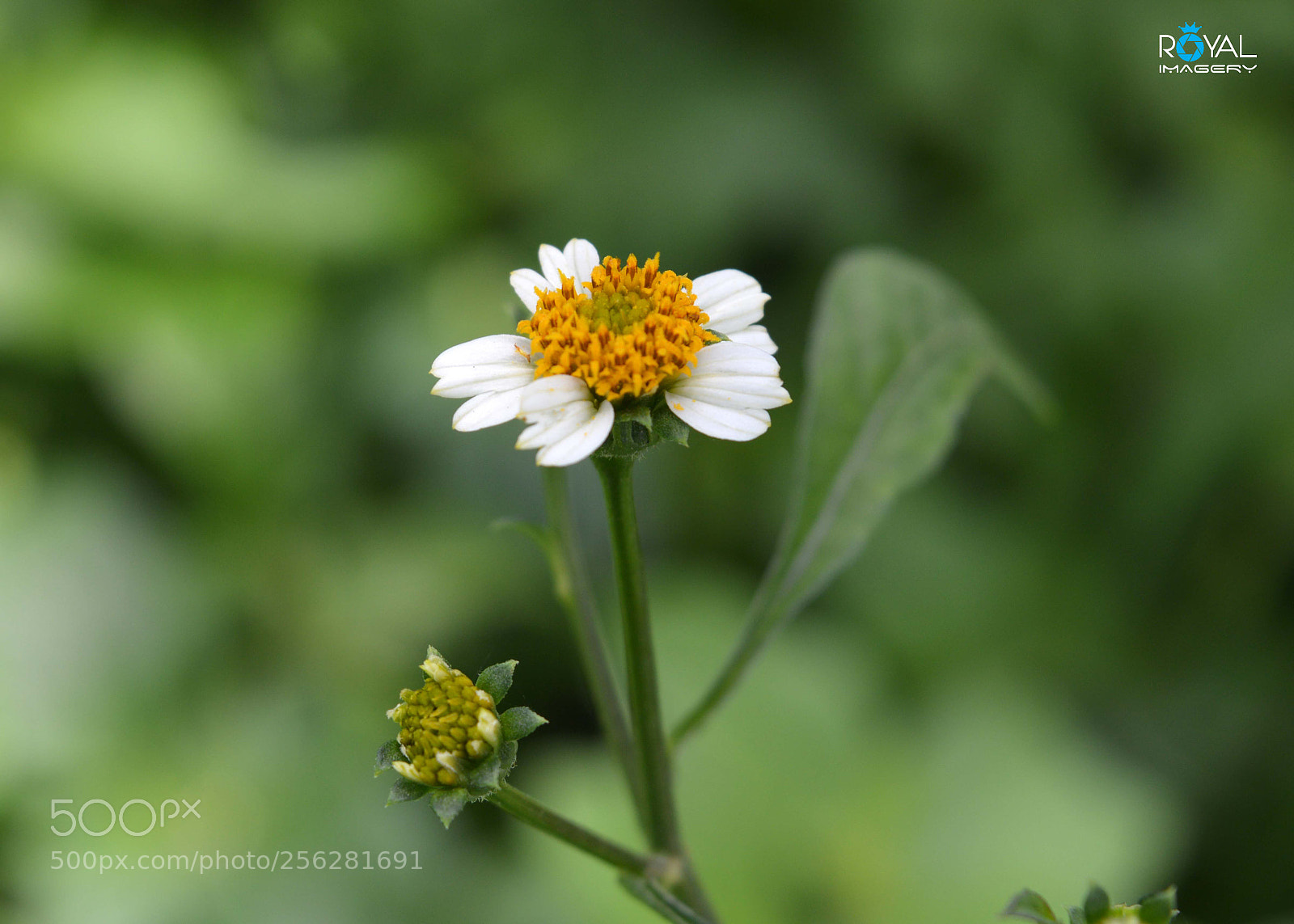 Nikon D3200 sample photo. F photography
