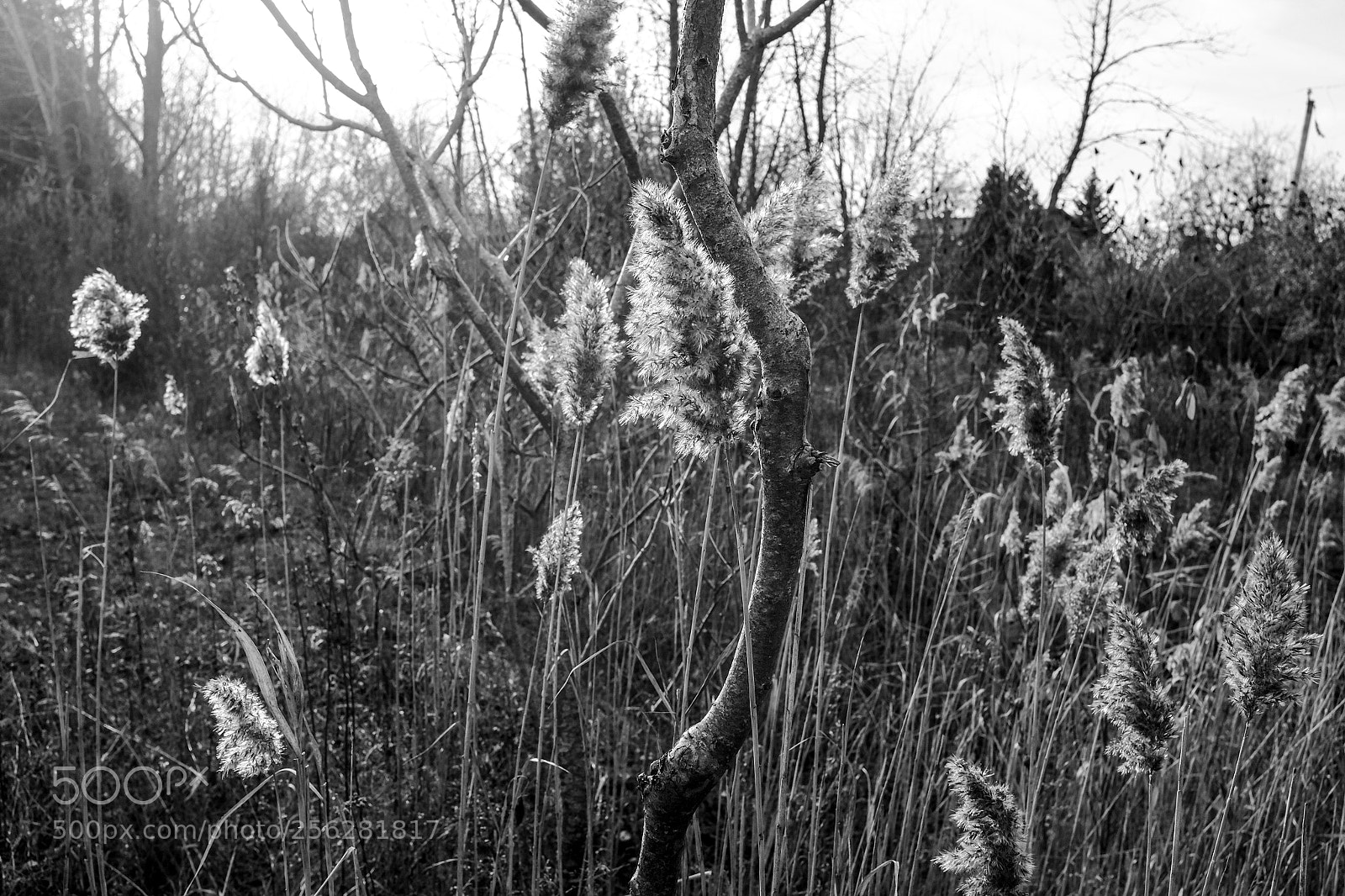 Fujifilm X100S sample photo. Weedgrass photography