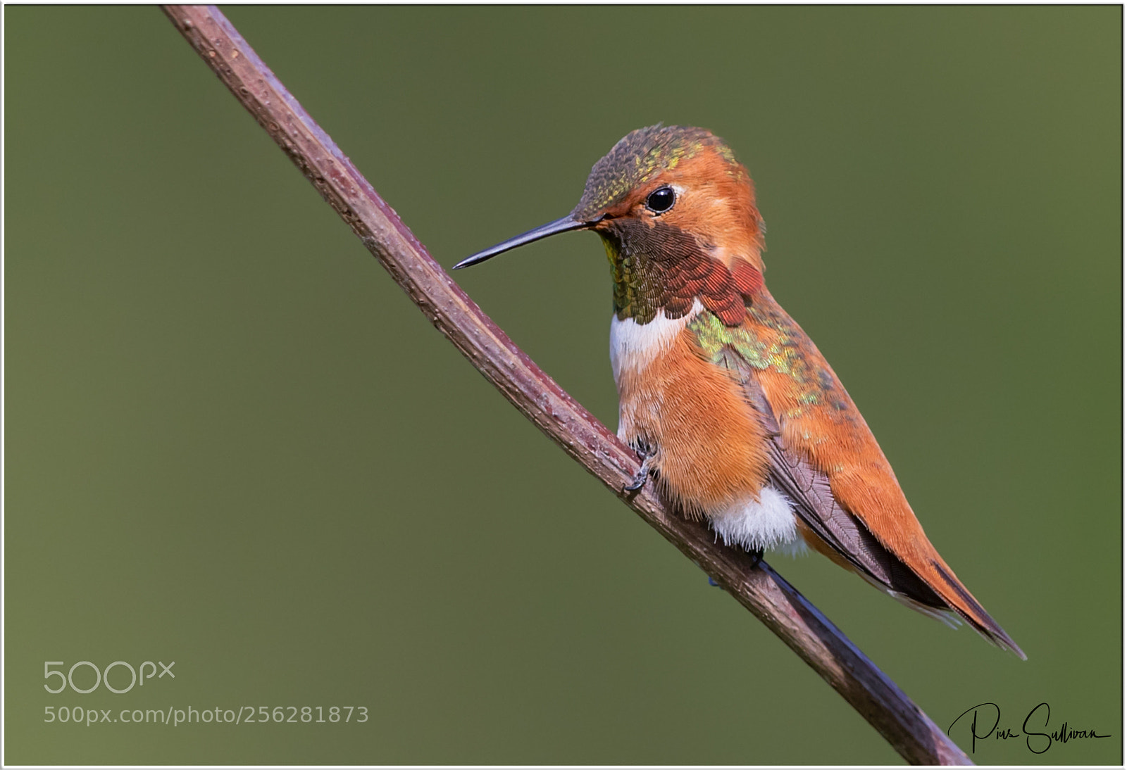 Canon EOS-1D X Mark II sample photo. Rufus hummingbird photography