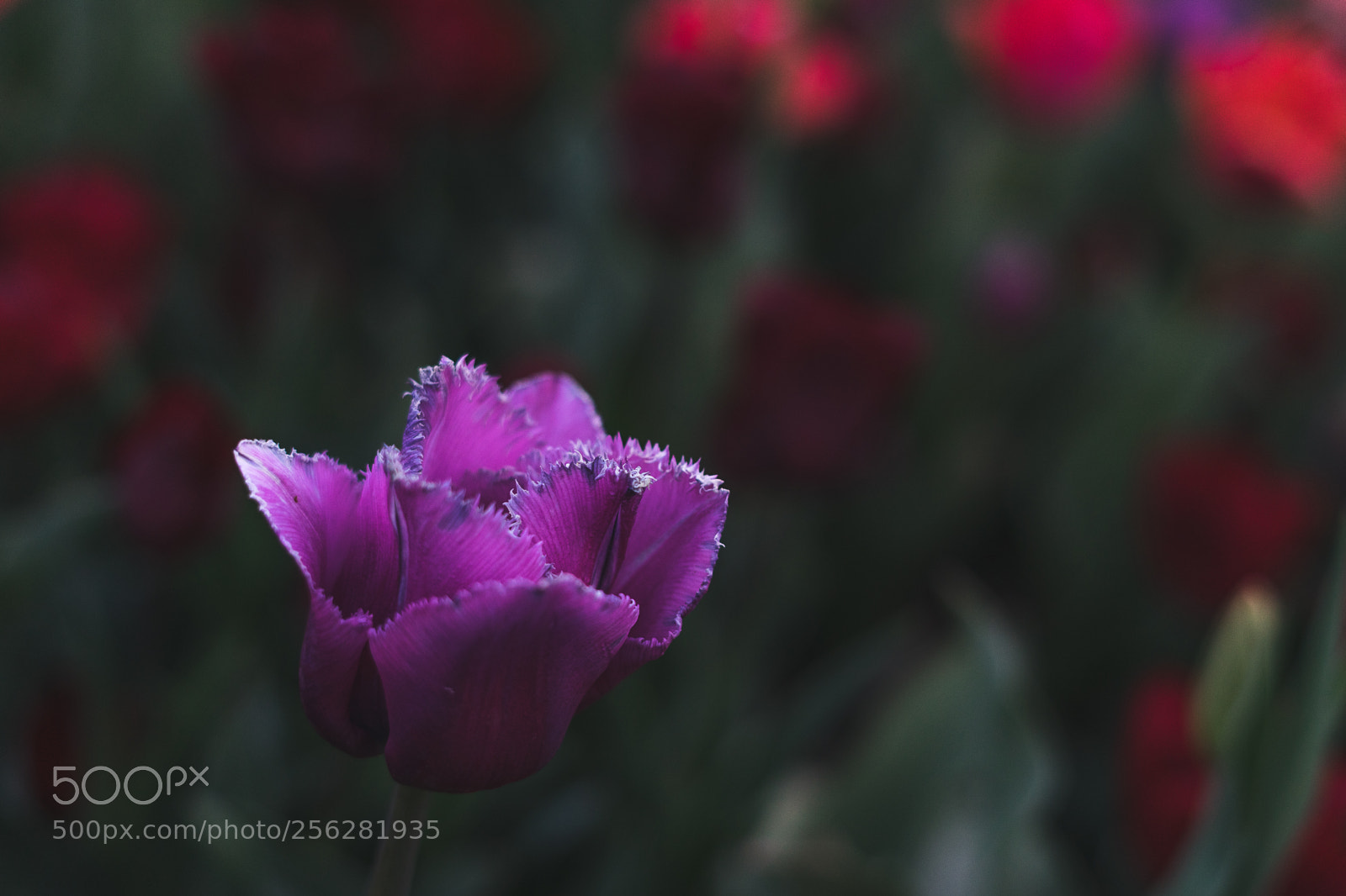 Sony a7 sample photo. Tulip festival photography