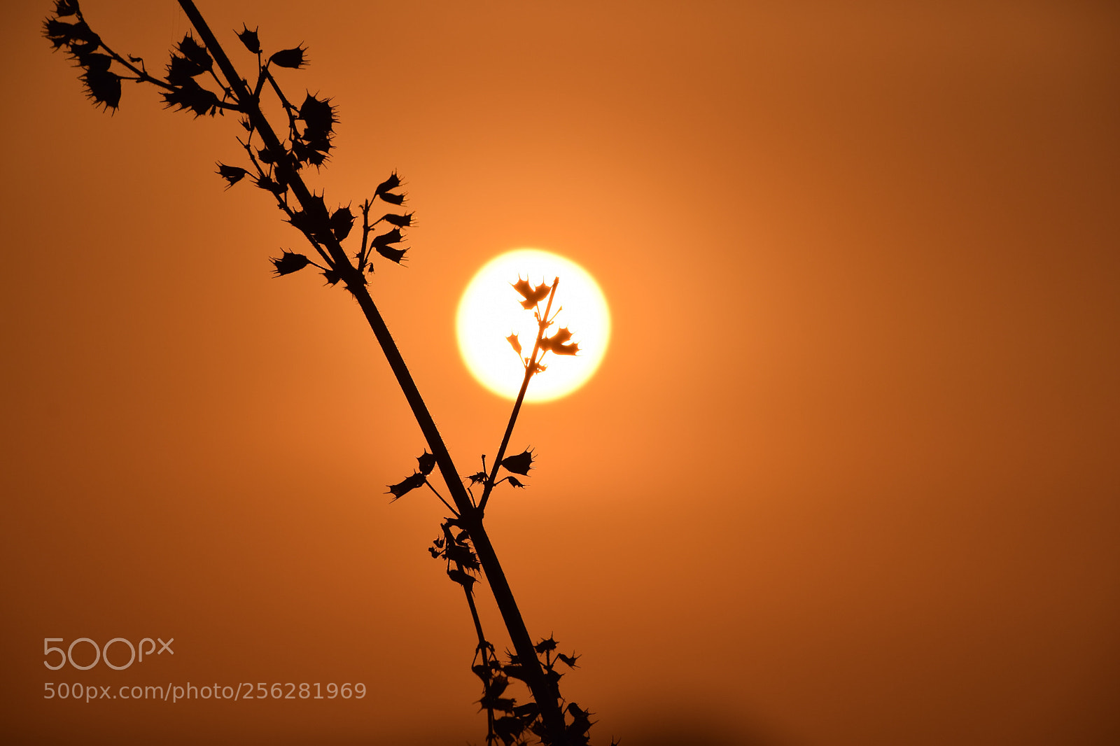 Nikon D5300 sample photo. The sun and the photography