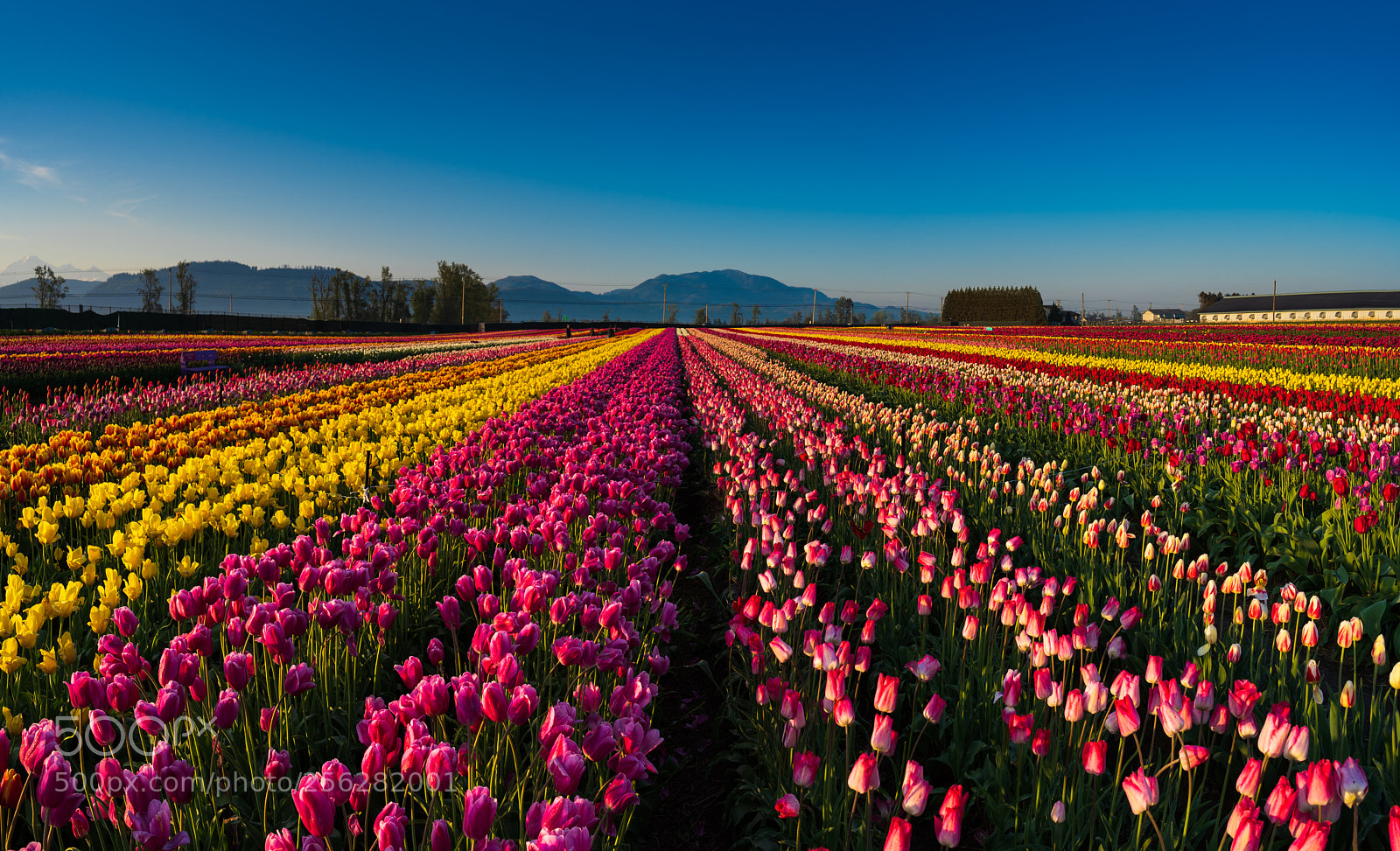 Sony a7 III sample photo. Abbotsford tulip bloom photography