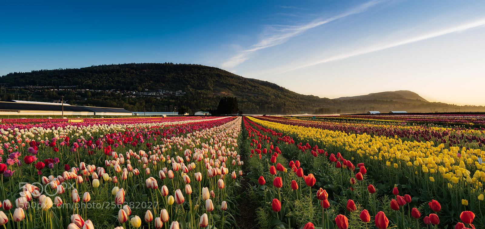 Sony a7 III sample photo. Abbotsford tulip bloom photography