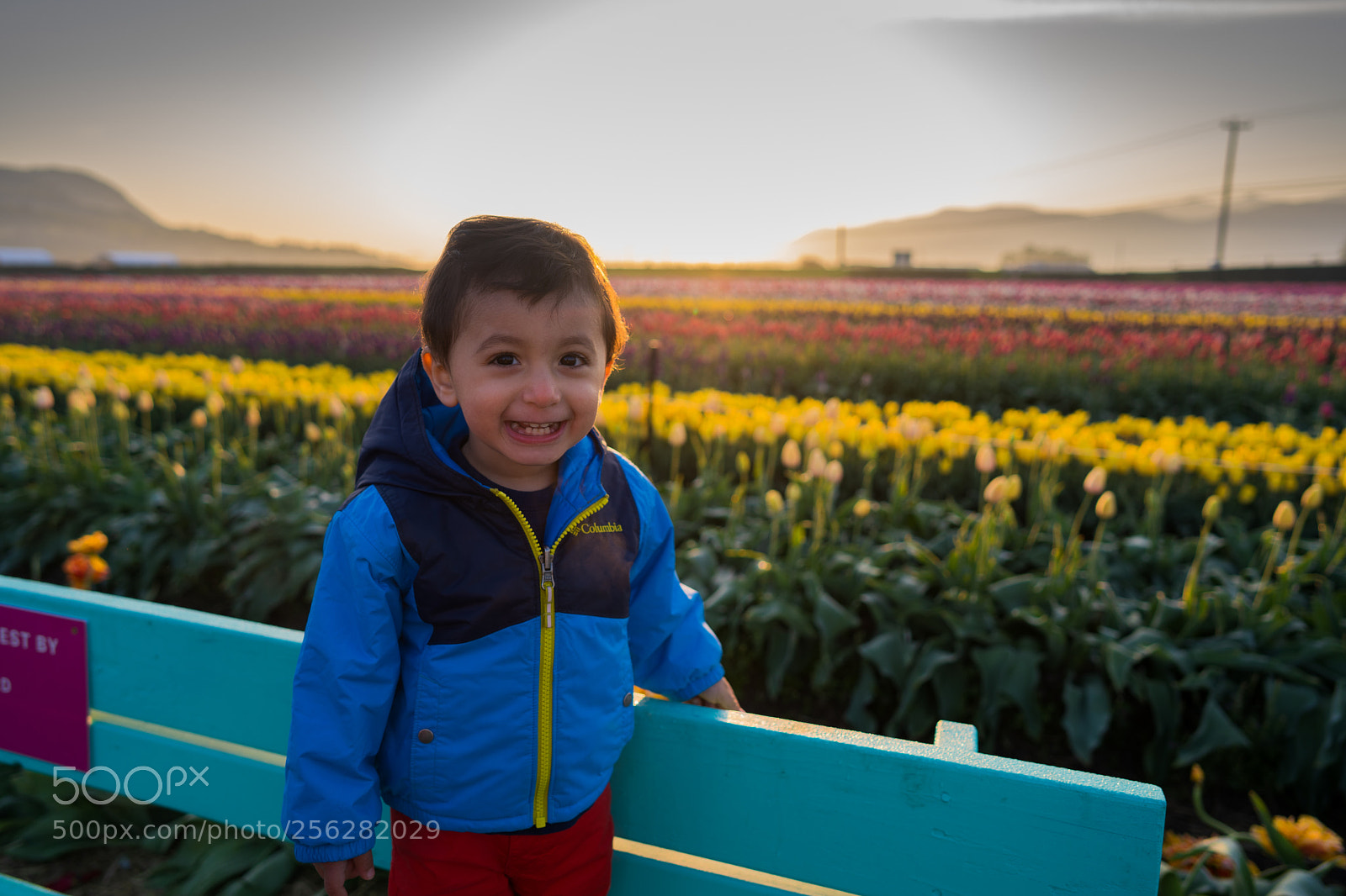 Sony a7 III sample photo. Abbotsford tulip bloom photography