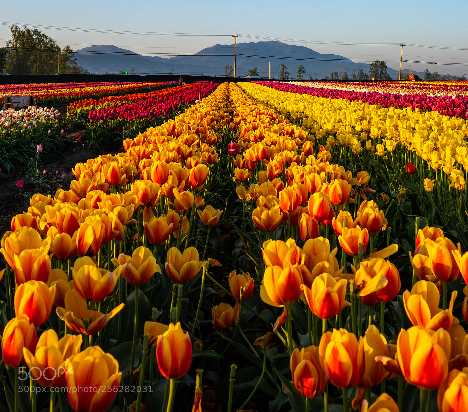 Sony a7 III sample photo. Abbotsford tulip bloom photography