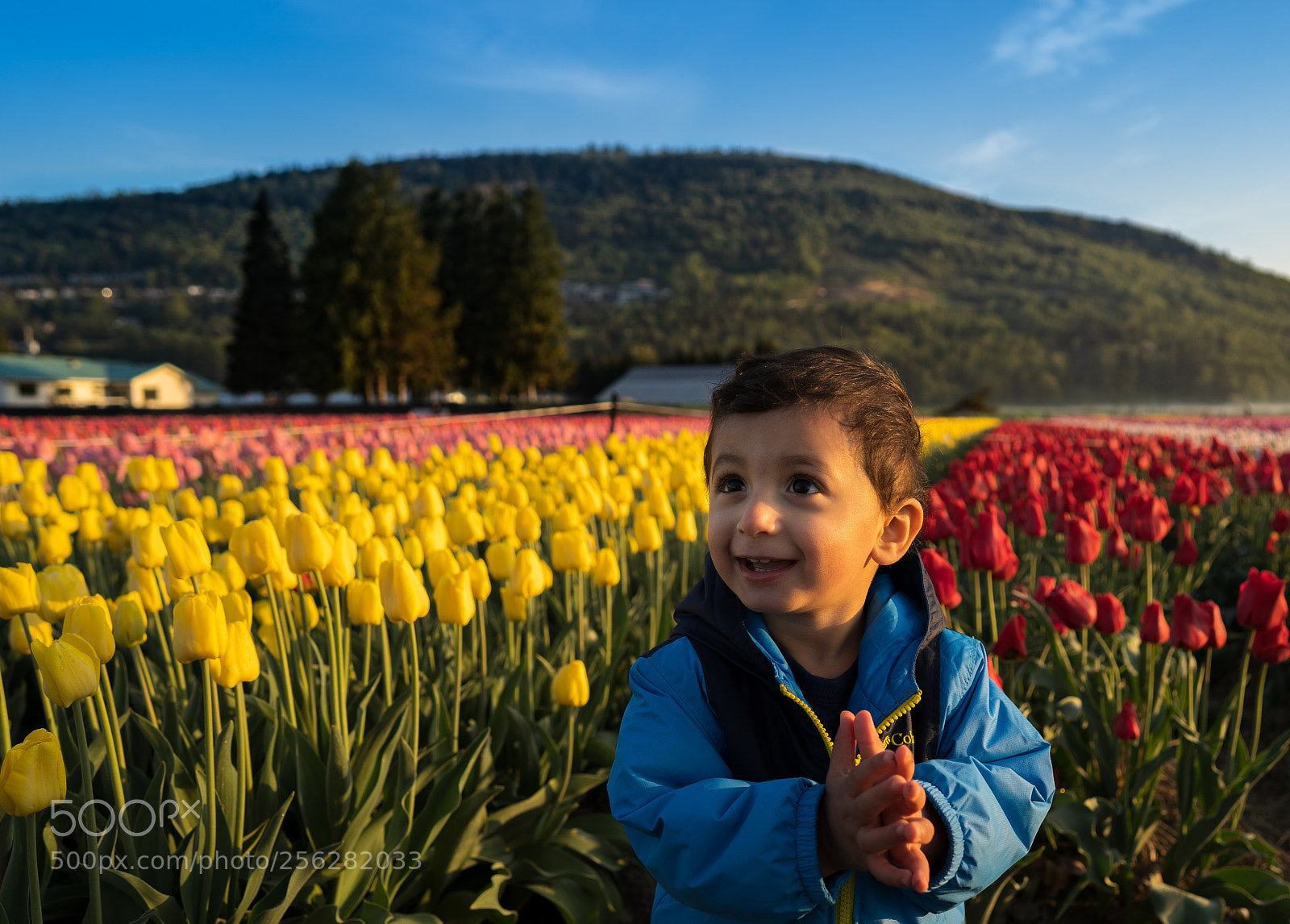Sony a7 III sample photo. Abbotsford tulip bloom photography