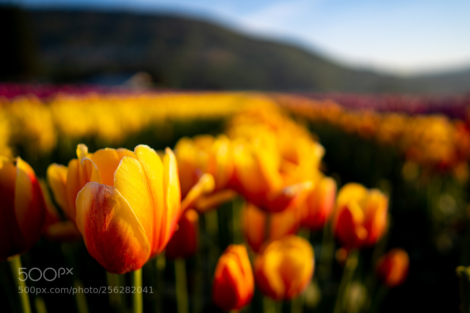 Sony a7 III sample photo. Abbotsford tulip bloom photography
