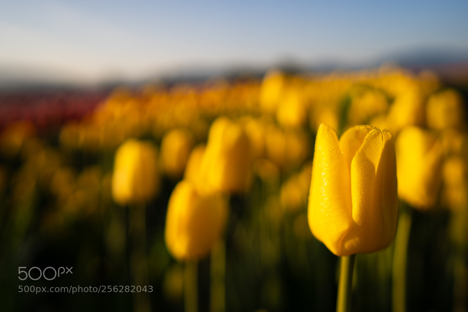 Sony a7 III sample photo. Abbotsford tulip bloom photography