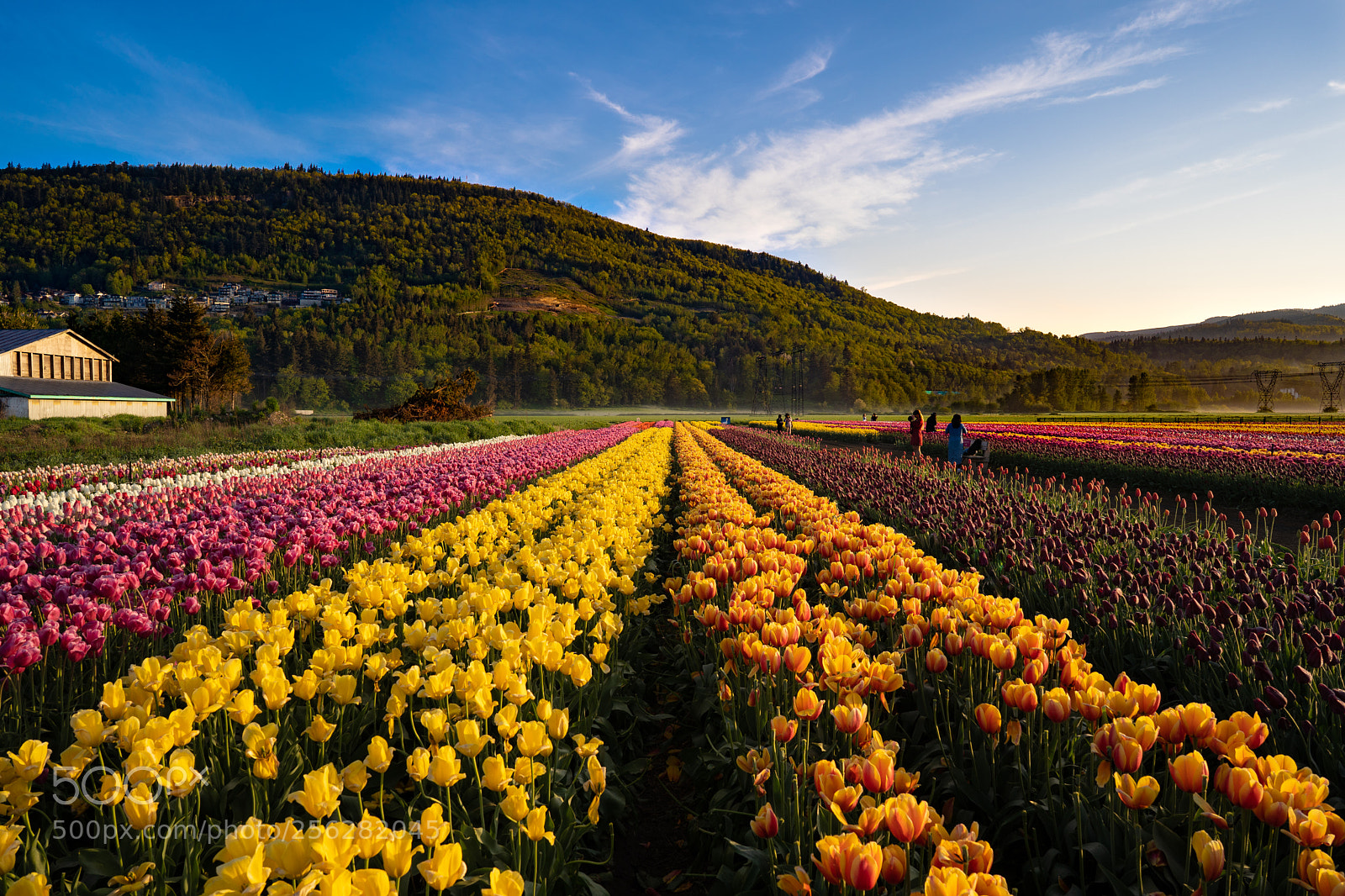 Sony a7 III sample photo. Abbotsford tulip bloom photography