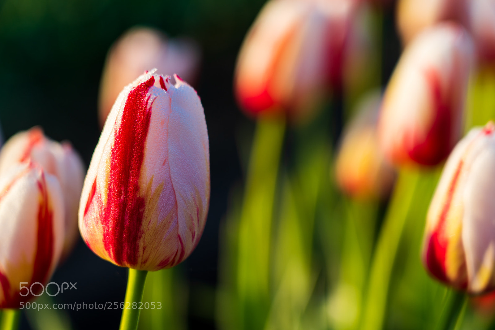 Sony a7 III sample photo. Abbotsford tulip bloom photography