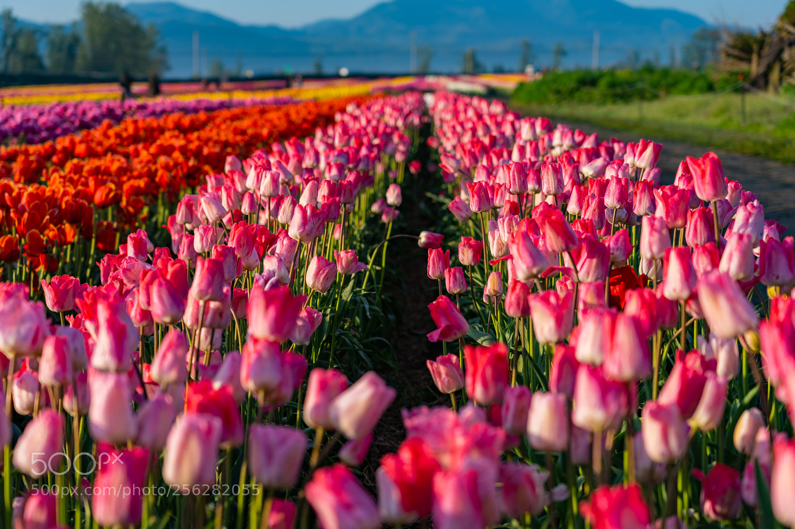 Sony a7 III sample photo. Abbotsford tulip bloom photography