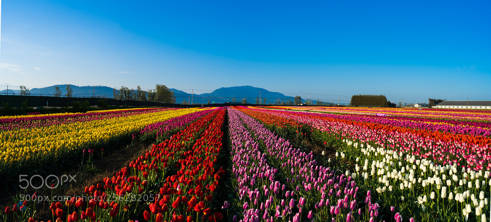 Sony a7 III sample photo. Abbotsford tulip bloom photography
