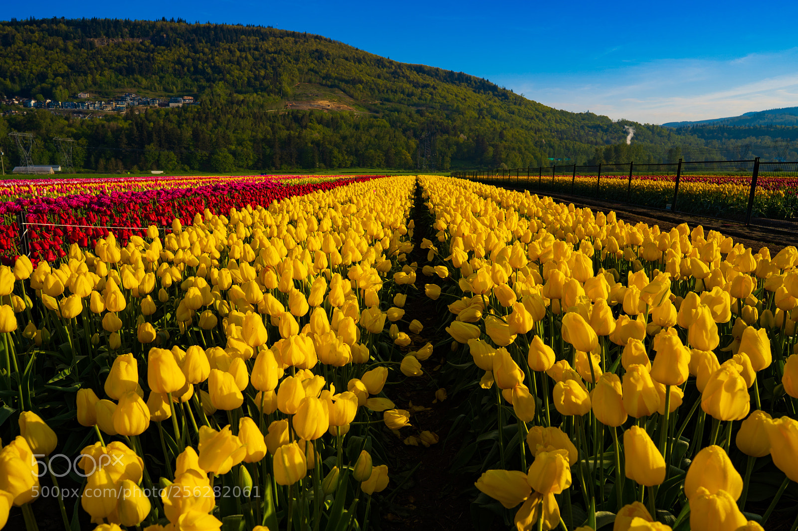 Sony a7 III sample photo. Abbotsford tulip bloom photography