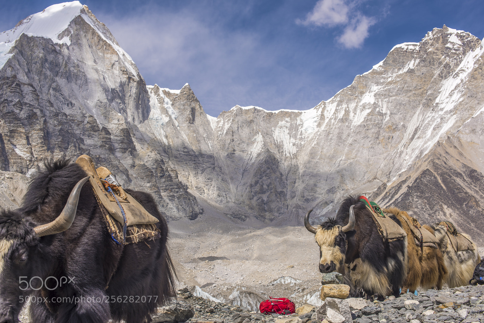 Nikon D810 sample photo. Yaks of everest photography