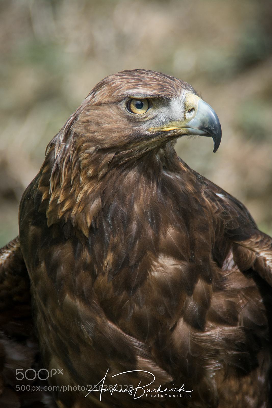 Nikon D5200 sample photo. Brown eagle photography
