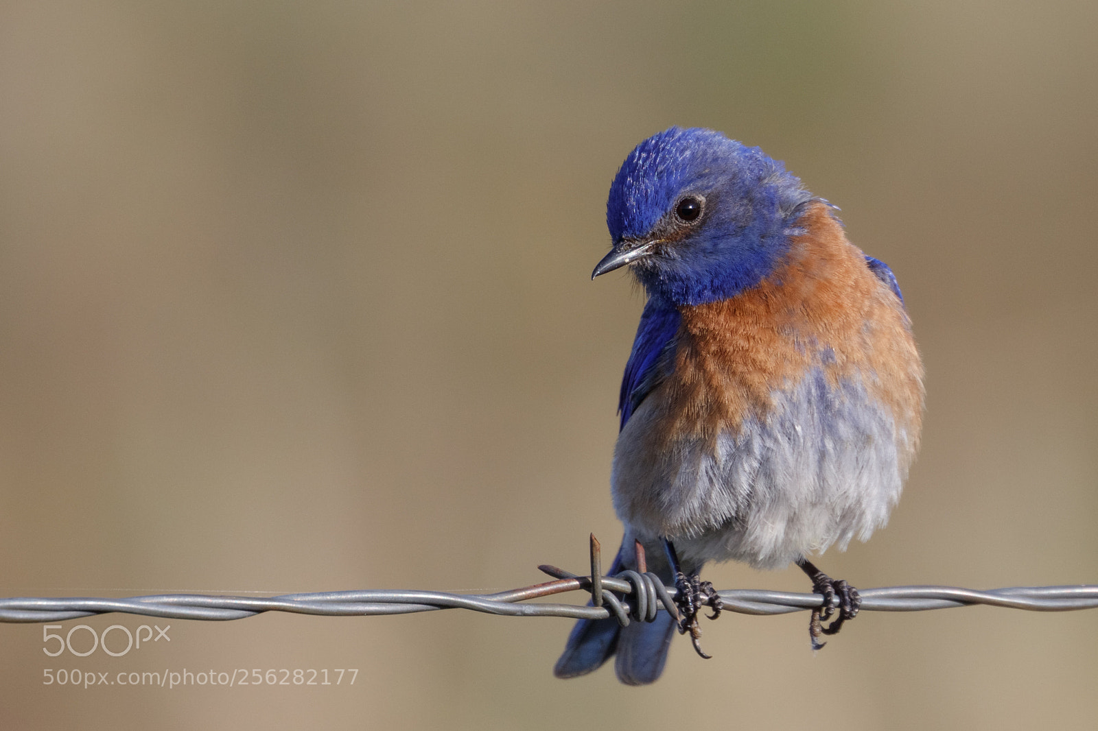 Canon EOS 5DS R sample photo. Blue and orange photography